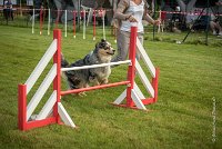 0010AGILITY CLAYE SOUILLY - F'I BET YOU DO AGI 9320- : 2016, 26 JUIN 2016, Berger Australien, Catégorie C, Claye Souilly, F'I BET YOU DO, Open, robe bleu merle