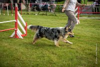 0012AGILITY CLAYE SOUILLY - F'I BET YOU DO AGI 9325- : 2016, 26 JUIN 2016, Berger Australien, Catégorie C, Claye Souilly, F'I BET YOU DO, Open, robe bleu merle