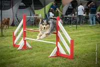 0016AGILITY CLAYE SOUILLY - F'I BET YOU DO AGI 1462- : 2016, 26 JUIN 2016, Berger Australien, Catégorie C, Claye Souilly, F'I BET YOU DO, robe bleu merle