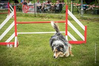 0017AGILITY CLAYE SOUILLY - F'I BET YOU DO AGI 1470- : 2016, 26 JUIN 2016, Berger Australien, Catégorie C, Claye Souilly, F'I BET YOU DO, robe bleu merle