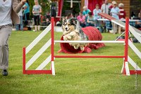 0018AGILITY CLAYE SOUILLY - F'I BET YOU DO AGI 1472- : 2016, 26 JUIN 2016, Berger Australien, Catégorie C, Claye Souilly, F'I BET YOU DO, robe bleu merle