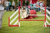 0019AGILITY CLAYE SOUILLY - F'I BET YOU DO AGI 1473- : 2016, 26 JUIN 2016, Berger Australien, Catégorie C, Claye Souilly, F'I BET YOU DO, robe bleu merle