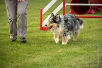 0020AGILITY CLAYE SOUILLY - F'I BET YOU DO AGI 1475- : 2016, 26 JUIN 2016, Berger Australien, Catégorie C, Claye Souilly, F'I BET YOU DO, robe bleu merle