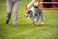 0021AGILITY CLAYE SOUILLY - F'I BET YOU DO AGI 1476- : 2016, 26 JUIN 2016, Berger Australien, Catégorie C, Claye Souilly, F'I BET YOU DO, robe bleu merle