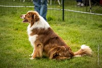 0001AGILITY CLAYE SOUILLY - FIDJI DREAM RED GIRL'S AGI 0300- : 2016, 26 JUIN 2016, Berger Australien, Claye Souilly, FIDJI DREAM RED GIRL'S, open+, robe rouge