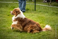 0002AGILITY CLAYE SOUILLY - FIDJI DREAM RED GIRL'S AGI 0301- : 2016, 26 JUIN 2016, Berger Australien, Claye Souilly, FIDJI DREAM RED GIRL'S, open+, robe rouge