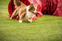 0003AGILITY CLAYE SOUILLY - FIDJI DREAM RED GIRL'S AGI 0302- : 2016, 26 JUIN 2016, Berger Australien, Claye Souilly, FIDJI DREAM RED GIRL'S, open+, robe rouge