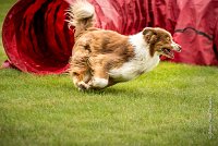 0004AGILITY CLAYE SOUILLY - FIDJI DREAM RED GIRL'S AGI 0303- : 2016, 26 JUIN 2016, Berger Australien, Claye Souilly, FIDJI DREAM RED GIRL'S, open+, robe rouge