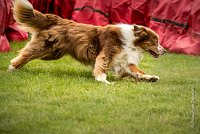 0005AGILITY CLAYE SOUILLY - FIDJI DREAM RED GIRL'S AGI 0304- : 2016, 26 JUIN 2016, Berger Australien, Claye Souilly, FIDJI DREAM RED GIRL'S, open+, robe rouge