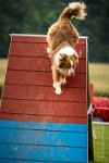 0006AGILITY CLAYE SOUILLY - FIDJI DREAM RED GIRL'S AGI 0307- : 2016, 26 JUIN 2016, Berger Australien, Claye Souilly, FIDJI DREAM RED GIRL'S, open+, robe rouge