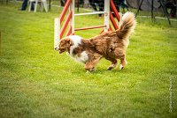 0007AGILITY CLAYE SOUILLY - FIDJI DREAM RED GIRL'S AGI 0310- : 2016, 26 JUIN 2016, Berger Australien, Claye Souilly, FIDJI DREAM RED GIRL'S, open+, robe rouge