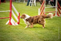 0008AGILITY CLAYE SOUILLY - FIDJI DREAM RED GIRL'S AGI 0311- : 2016, 26 JUIN 2016, Berger Australien, Claye Souilly, FIDJI DREAM RED GIRL'S, open+, robe rouge