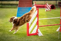 0009AGILITY CLAYE SOUILLY - FIDJI DREAM RED GIRL'S AGI 0312- : 2016, 26 JUIN 2016, Berger Australien, Claye Souilly, FIDJI DREAM RED GIRL'S, open+, robe rouge