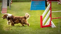 0010AGILITY CLAYE SOUILLY - FIDJI DREAM RED GIRL'S AGI 0313- : 2016, 26 JUIN 2016, Berger Australien, Claye Souilly, FIDJI DREAM RED GIRL'S, open+, robe rouge