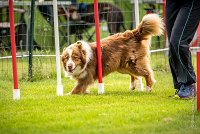 0011AGILITY CLAYE SOUILLY - FIDJI DREAM RED GIRL'S AGI 0314- : 2016, 26 JUIN 2016, Berger Australien, Claye Souilly, FIDJI DREAM RED GIRL'S, open+, robe rouge