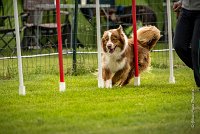 0012AGILITY CLAYE SOUILLY - FIDJI DREAM RED GIRL'S AGI 0315- : 2016, 26 JUIN 2016, Berger Australien, Claye Souilly, FIDJI DREAM RED GIRL'S, open+, robe rouge