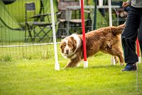 0013AGILITY CLAYE SOUILLY - FIDJI DREAM RED GIRL'S AGI 0317- : 2016, 26 JUIN 2016, Berger Australien, Claye Souilly, FIDJI DREAM RED GIRL'S, open+, robe rouge