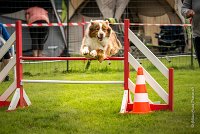 0014AGILITY CLAYE SOUILLY - FIDJI DREAM RED GIRL'S AGI 0320- : 2016, 26 JUIN 2016, Berger Australien, Claye Souilly, FIDJI DREAM RED GIRL'S, open+, robe rouge