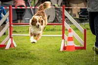 0015AGILITY CLAYE SOUILLY - FIDJI DREAM RED GIRL'S AGI 0321- : 2016, 26 JUIN 2016, Berger Australien, Claye Souilly, FIDJI DREAM RED GIRL'S, open+, robe rouge