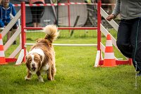 0016AGILITY CLAYE SOUILLY - FIDJI DREAM RED GIRL'S AGI 0322- : 2016, 26 JUIN 2016, Berger Australien, Claye Souilly, FIDJI DREAM RED GIRL'S, open+, robe rouge