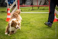 0017AGILITY CLAYE SOUILLY - FIDJI DREAM RED GIRL'S AGI 0323- : 2016, 26 JUIN 2016, Berger Australien, Claye Souilly, FIDJI DREAM RED GIRL'S, open+, robe rouge