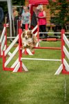 0018AGILITY CLAYE SOUILLY - FIDJI DREAM RED GIRL'S AGI 1590- : 2016, 26 JUIN 2016, Berger Australien, Claye Souilly, FIDJI DREAM RED GIRL'S, robe rouge