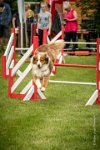 0019AGILITY CLAYE SOUILLY - FIDJI DREAM RED GIRL'S AGI 1591- : 2016, 26 JUIN 2016, Berger Australien, Claye Souilly, FIDJI DREAM RED GIRL'S, robe rouge