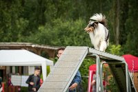 0002AGILITY CLAYE SOUILLY - CAT B - GWASH AGI 9977- : 2016, 26 JUIN 2016, Berger des shetlands, CONCOURS AGILITY, Catégorie B, Claye Souilly, Dossard 4, GWASH, Open