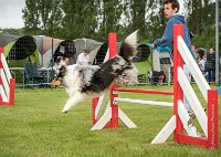 0006AGILITY CLAYE SOUILLY - CAT B - GWASH AGI 9981- : 2016, 26 JUIN 2016, Berger des shetlands, CONCOURS AGILITY, Catégorie B, Claye Souilly, Dossard 4, GWASH, Open