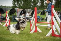 0007AGILITY CLAYE SOUILLY - CAT B - GWASH AGI 9982- : 2016, 26 JUIN 2016, Berger des shetlands, CONCOURS AGILITY, Catégorie B, Claye Souilly, Dossard 4, GWASH, Open