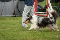 0008AGILITY CLAYE SOUILLY - CAT B - GWASH AGI 9985- : 2016, 26 JUIN 2016, Berger des shetlands, CONCOURS AGILITY, Catégorie B, Claye Souilly, Dossard 4, GWASH, Open