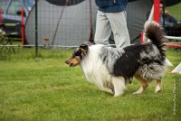 0009AGILITY CLAYE SOUILLY - CAT B - GWASH AGI 9986- : 2016, 26 JUIN 2016, Berger des shetlands, CONCOURS AGILITY, Catégorie B, Claye Souilly, Dossard 4, GWASH, Open