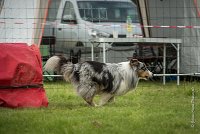 0010AGILITY CLAYE SOUILLY - CAT B - GWASH AGI 9987- : 2016, 26 JUIN 2016, Berger des shetlands, CONCOURS AGILITY, Catégorie B, Claye Souilly, Dossard 4, GWASH, Open