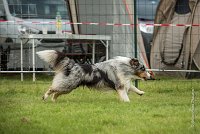 0011AGILITY CLAYE SOUILLY - CAT B - GWASH AGI 9988- : 2016, 26 JUIN 2016, Berger des shetlands, CONCOURS AGILITY, Catégorie B, Claye Souilly, Dossard 4, GWASH, Open