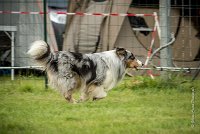 0012AGILITY CLAYE SOUILLY - CAT B - GWASH AGI 9989- : 2016, 26 JUIN 2016, Berger des shetlands, CONCOURS AGILITY, Catégorie B, Claye Souilly, Dossard 4, GWASH, Open