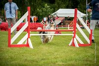 0013AGILITY CLAYE SOUILLY - CAT B - GWASH AGI 9990- : 2016, 26 JUIN 2016, Berger des shetlands, CONCOURS AGILITY, Catégorie B, Claye Souilly, Dossard 4, GWASH, Open