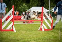 0014AGILITY CLAYE SOUILLY - CAT B - GWASH AGI 9991- : 2016, 26 JUIN 2016, Berger des shetlands, CONCOURS AGILITY, Catégorie B, Claye Souilly, Dossard 4, GWASH, Open