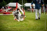 0016AGILITY CLAYE SOUILLY - CAT B - GWASH AGI 9993- : 2016, 26 JUIN 2016, Berger des shetlands, CONCOURS AGILITY, Catégorie B, Claye Souilly, Dossard 4, GWASH, Open