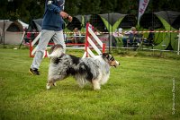 0017AGILITY CLAYE SOUILLY - CAT B - GWASH AGI 9994- : 2016, 26 JUIN 2016, Berger des shetlands, CONCOURS AGILITY, Catégorie B, Claye Souilly, Dossard 4, GWASH, Open