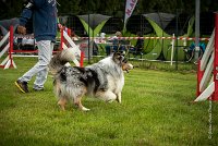 0018AGILITY CLAYE SOUILLY - CAT B - GWASH AGI 9995- : 2016, 26 JUIN 2016, Berger des shetlands, CONCOURS AGILITY, Catégorie B, Claye Souilly, Dossard 4, GWASH, Open