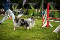 0019AGILITY CLAYE SOUILLY - CAT B - GWASH AGI 9996- : 2016, 26 JUIN 2016, Berger des shetlands, CONCOURS AGILITY, Catégorie B, Claye Souilly, Dossard 4, GWASH, Open