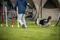 0020AGILITY CLAYE SOUILLY - CAT B - GWASH AGI 9999- : 2016, 26 JUIN 2016, Berger des shetlands, CONCOURS AGILITY, Catégorie B, Claye Souilly, Dossard 4, GWASH, Open