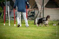 0021AGILITY CLAYE SOUILLY - CAT B - GWASH AGI 0001- : 2016, 26 JUIN 2016, Berger des shetlands, CONCOURS AGILITY, Catégorie B, Claye Souilly, Dossard 4, GWASH, Open