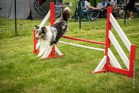 0027AGILITY CLAYE SOUILLY - CAT B - GWASH AGI 1719- : 2016, 26 JUIN 2016, 2ème degré, Berger des shetlands, CONCOURS AGILITY, Catégorie B, Claye Souilly, Dossard 4, GWASH, Handi 3