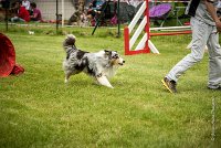 0030AGILITY CLAYE SOUILLY - CAT B - GWASH AGI 1722- : 2016, 26 JUIN 2016, 2ème degré, Berger des shetlands, CONCOURS AGILITY, Catégorie B, Claye Souilly, Dossard 4, GWASH, Handi 3