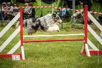 0031AGILITY CLAYE SOUILLY - CAT B - GWASH AGI 1723- : 2016, 26 JUIN 2016, 2ème degré, Berger des shetlands, CONCOURS AGILITY, Catégorie B, Claye Souilly, Dossard 4, GWASH, Handi 3