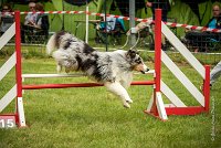 0032AGILITY CLAYE SOUILLY - CAT B - GWASH AGI 1724- : 2016, 26 JUIN 2016, 2ème degré, Berger des shetlands, CONCOURS AGILITY, Catégorie B, Claye Souilly, Dossard 4, GWASH, Handi 3