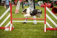 0033AGILITY CLAYE SOUILLY - CAT B - GWASH AGI 1725- : 2016, 26 JUIN 2016, 2ème degré, Berger des shetlands, CONCOURS AGILITY, Catégorie B, Claye Souilly, Dossard 4, GWASH, Handi 3