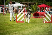 0035AGILITY CLAYE SOUILLY - CAT B - GWASH AGI 1727- : 2016, 26 JUIN 2016, 2ème degré, Berger des shetlands, CONCOURS AGILITY, Catégorie B, Claye Souilly, Dossard 4, GWASH, Handi 3