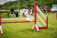 0040AGILITY CLAYE SOUILLY - CAT B - GWASH AGI 1731- : 2016, 26 JUIN 2016, 2ème degré, Berger des shetlands, CONCOURS AGILITY, Catégorie B, Claye Souilly, Dossard 4, GWASH, Handi 3